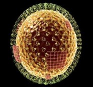 Kapjanak-e influenza elleni oltst a terhesek s a pajzsmirigybetegek?