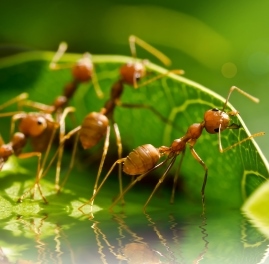 A rovarok jelenthetik a vlaszt a jv lelmiszerelltsi problmira