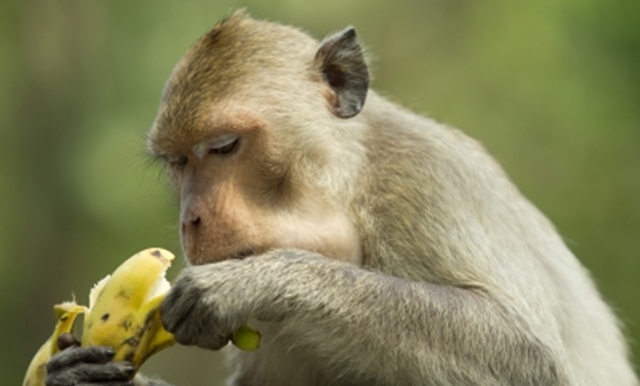 A kalriamegvonsos trend lasstja az regedst a majmoknl
