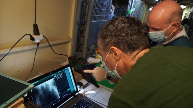 Sós Endre elöl, Mark Wilkinson hátrébb, röntgen felvétel Liesel gorilláról