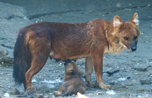 zsiai vadkutya (Cuon alpinus)