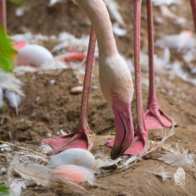 flamingófiókák - tojás a fészekben