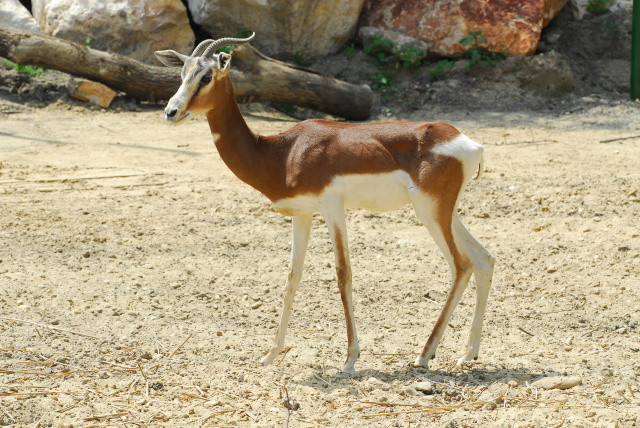 Mhorr gazella - veszlyeztetett faj