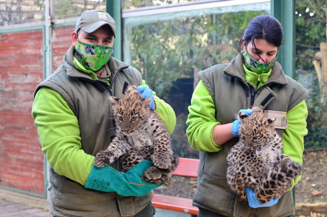 perzsa leoprd (Panthera pardus tulliana) klykk bemutatkozsa