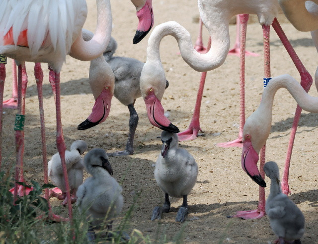 rózsás flamingófiókák