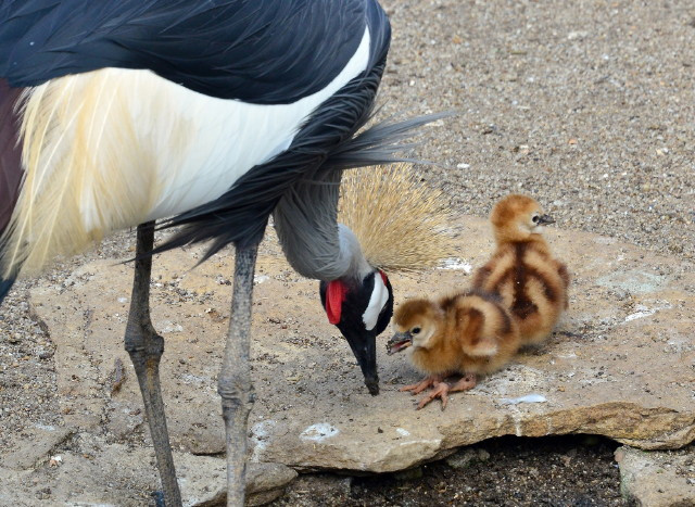 szrkenyak koronsdaru (Balearica regulorum)