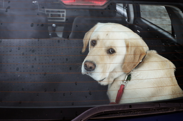 autban hagyott kutya