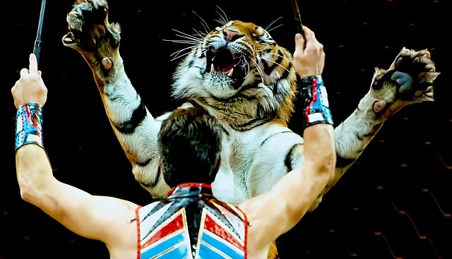 tigris a cirkuszban