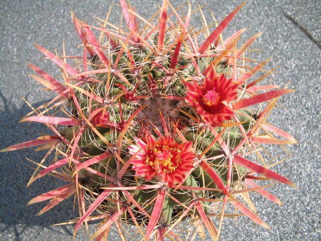 Pozsgsnvnyek csodlatos vilga - Kaktuszkillts s Vsr