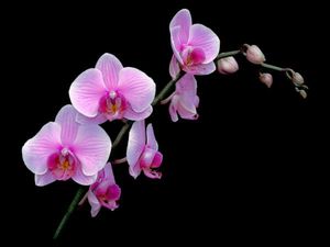 orchidea