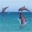 /gallery/community/pictures/thumbs/3150delfin_w140_h105.gif