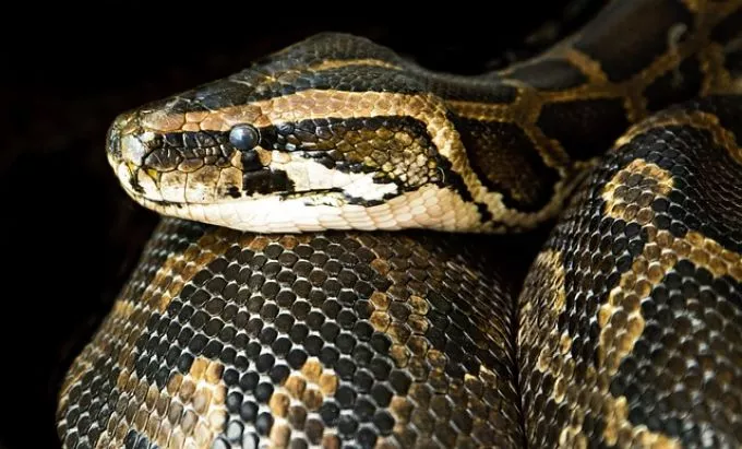 Kígyót talált egy budapesti férfi a kanapéja ágyneműtartójában - majdnem sokkot kapott
