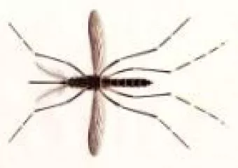 Kullancs és szúnyogveszély: vérre menő küzdelem