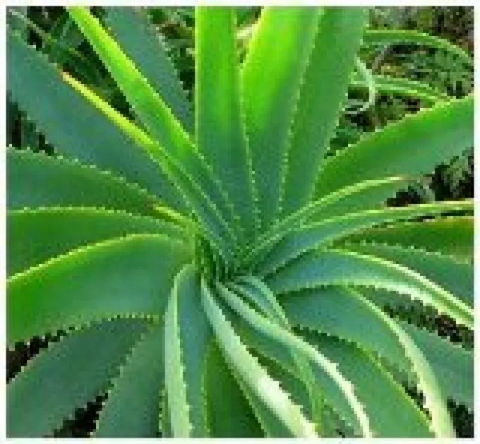 Aloe Vera, az életelixír