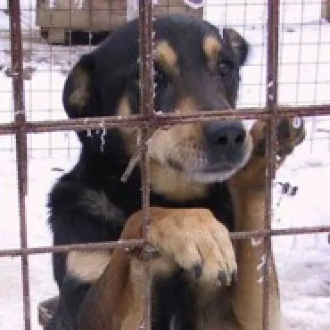 Országos kampány a gazdátlan kutyák megmentésére