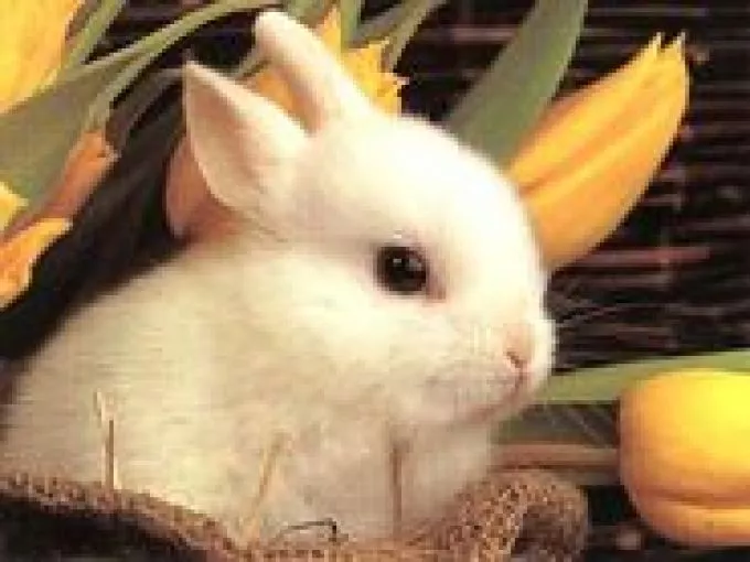 Ne vásárolj élő állatot húsvétra!