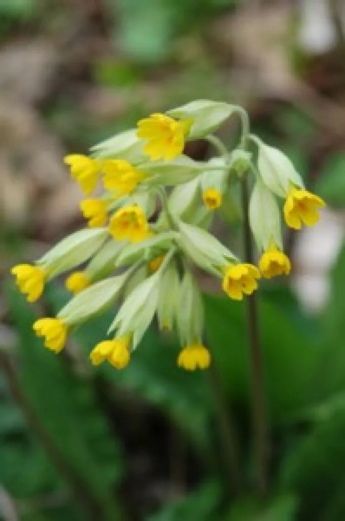 Egy kis gyógynövénytan 6. - Kankalin (Primula)