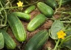 Gyógyító zöldségek a Napsugár Életház kertjéből: az uborka