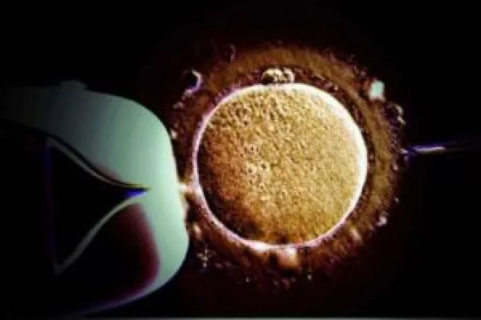 Petesejttermelő őssejteket találtak