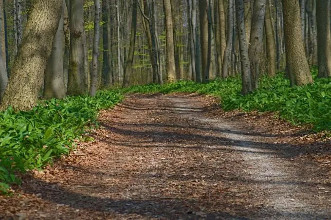 A tavasz hírnöke a csodás medvehagyma