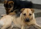 Átfogó ivartalanítási program indul a kóbor kutyák számának csökkentésére