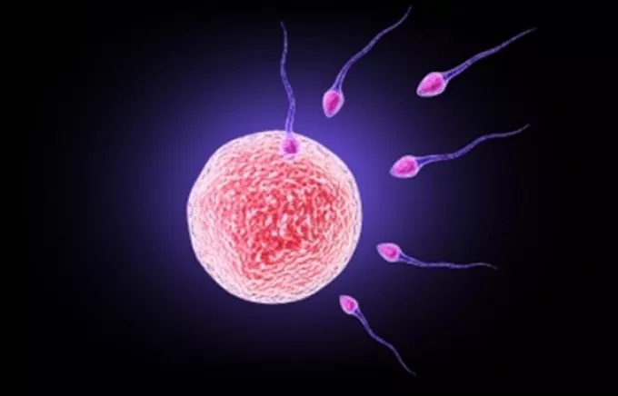 A fogantatás titkai - 1. rész: A hímivarsejt