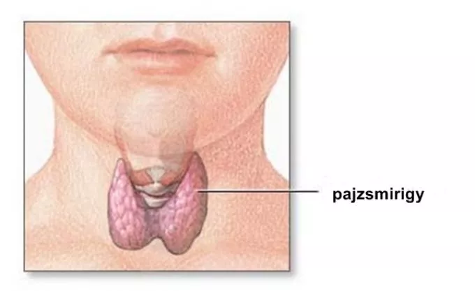 A pajzsmirigy és fontosabb betegségei