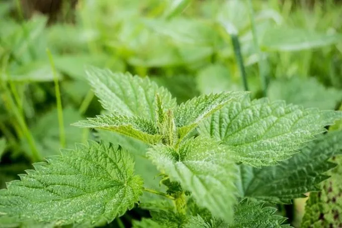 Természetes antihisztaminokkal az allergia ellen?