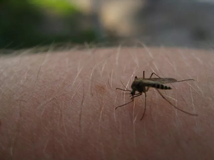 Ismét megjelent Szerbiában a nyugat-nílusi láz