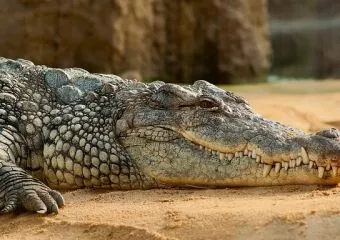 Ritka krokodilok az Állatkert új lakói: a kubai krokodilok élőhelyükön kritikusan veszélyeztetettnek számítanak