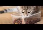 Minőségi hibákat tárt fel a Szupermenta száraz macskaeledel tesztje
