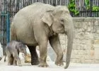 Már szombaton megnyithat az Állatkert! - Meg lehet csodálni a nemrég született kiselefántot is