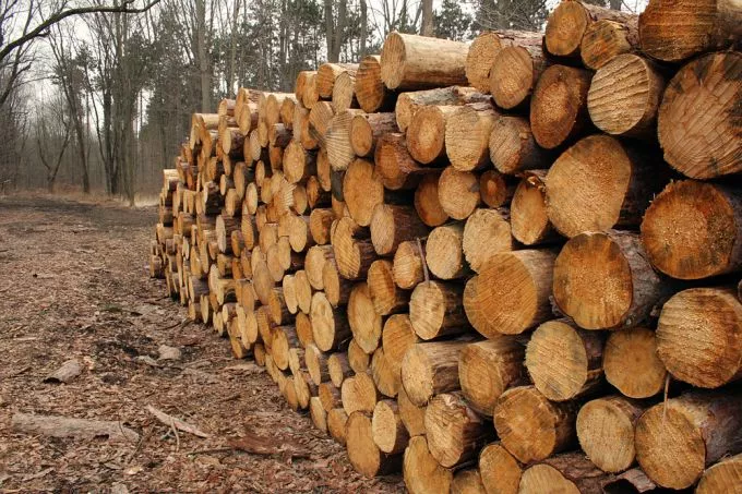 Az erdőgazdaságoknál is lehet tűzifát vásárolni jövő héttől, hatósági áron