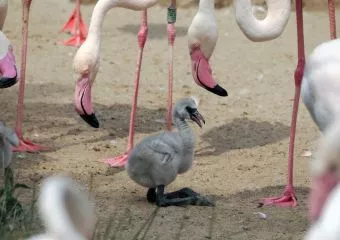 Egymás után kelnek ki a flamingófiókák az Állatkertben