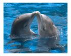 Dolphin-kiss.jpg